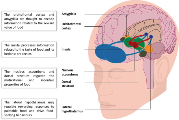 Figure 2. Areas of the brain